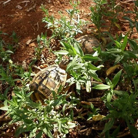 Tonia Апартаменты Мали-Лошинь